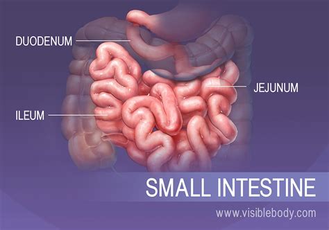 intestine deutsch|small intestine deutsch.